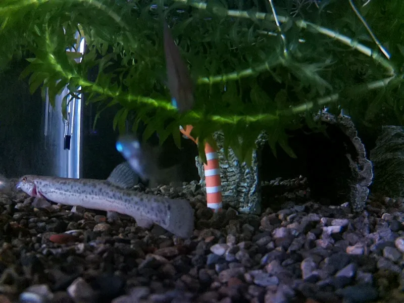 記事「Raspberry Pi とカメラを活用した水槽監視システム」のサムネイル